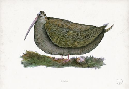 Woodcock - artist signed print